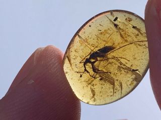 Extinct Cascomastigus Monstrabilis Beetle Burmite Myanmar Amber Insect Fossil