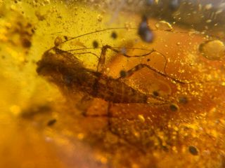Uncommon Big Mantis Larvae Burmite Myanmar Burma Amber Insect Fossil Dinosaur Ag