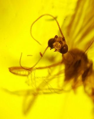 Neuroptera Mantispidae mantidfly Burmite Myanmar Amber insect fossil dinosaur ag 2