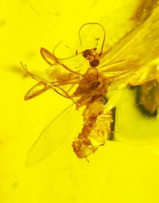 Neuroptera Mantispidae mantidfly Burmite Myanmar Amber insect fossil dinosaur ag 3