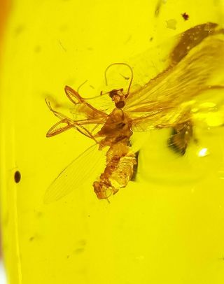Neuroptera Mantispidae mantidfly Burmite Myanmar Amber insect fossil dinosaur ag 4