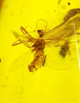 Neuroptera Mantispidae mantidfly Burmite Myanmar Amber insect fossil dinosaur ag 5