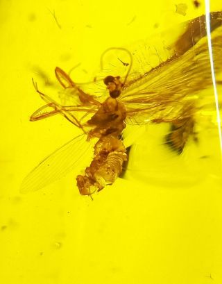 Neuroptera Mantispidae mantidfly Burmite Myanmar Amber insect fossil dinosaur ag 6
