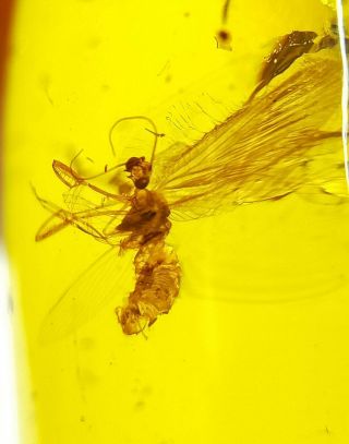 Neuroptera Mantispidae mantidfly Burmite Myanmar Amber insect fossil dinosaur ag 7