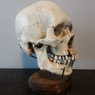 Human Skull Stand Display / Skull Not / Real Skeleton Bones