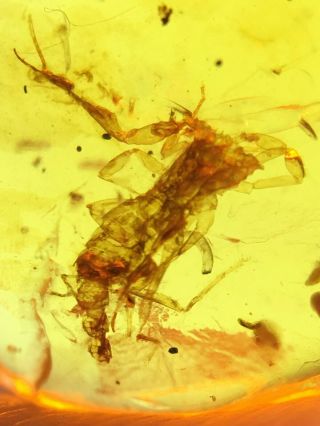 Rare Incomplete Scorpion Burmite Myanmar Burma Amber Insect Fossil Dinosaur Age
