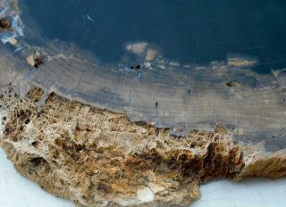 Large Petrified Wood Round Log Slab POLISHED R62 Lapidary Sweet Home Oregon 3