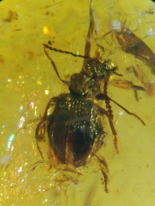 Cretaceous Burmite Burmese Amber Unknown Beetle Small Coleoptera Anthicidae？