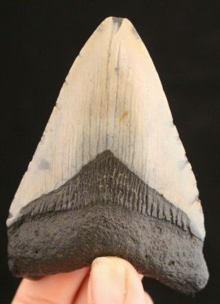 Megalodon Shark Tooth 3.  68 " Extinct Fossil Authentic Not Restored (cg9 - 107)