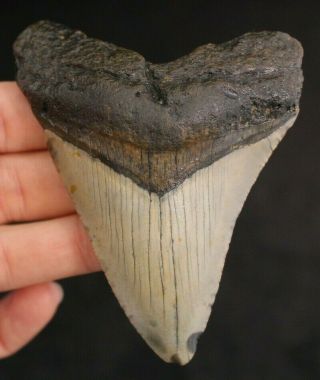 Megalodon Shark Tooth 3.  66 " Extinct Fossil Authentic Not Restored (cg8 - 57)
