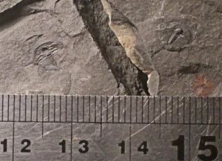 Rare Complete 0.  5cm Dionidepyga Jubata Pos/neg.  Llanvirn Series,  South Wales,  Uk