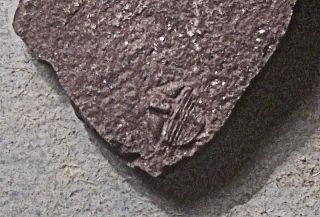 Rare small (0.  5cm) but complete Famatinolithus aff.  noticus; Llanvirn,  Argentina. 3
