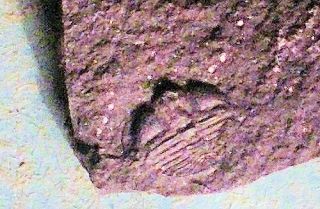 Rare small (0.  5cm) but complete Famatinolithus aff.  noticus; Llanvirn,  Argentina. 4