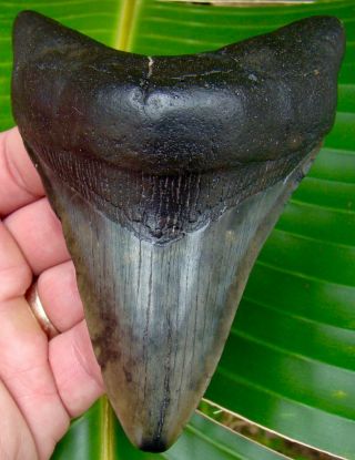 Megalodon Shark Tooth - 4 & 1/2 In.  Real Fossil Teeth - No Restoration