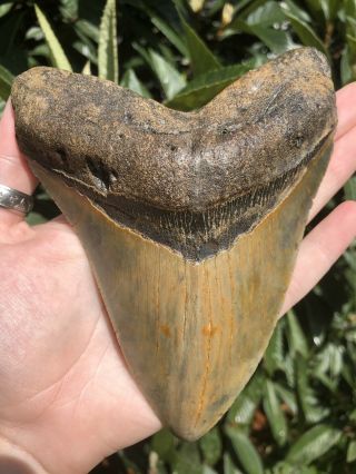 Huge 6.  24” Megalodon Tooth Fossil Shark Teeth Wide 11