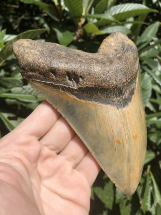 Huge 6.  24” Megalodon Tooth Fossil Shark Teeth Wide 2
