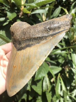 Huge 6.  24” Megalodon Tooth Fossil Shark Teeth Wide 3