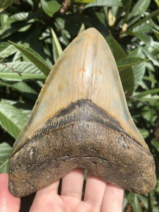 Huge 6.  24” Megalodon Tooth Fossil Shark Teeth Wide 7