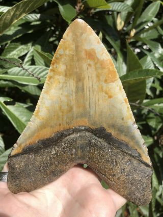 Huge 6.  24” Megalodon Tooth Fossil Shark Teeth Wide 8