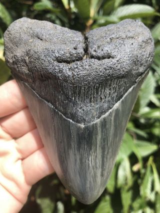 Huge Serrated Dark 4.  69” Megalodon Tooth Fossil Shark Teeth