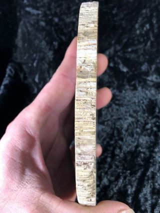 Polished Petrified Palm Wood Toledo Bend Reservoir Catahoula Oligocene 5.  75”x 5” 3