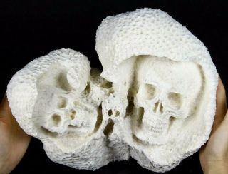 See And Be Seen - 13.  0 " White Coral Carved Crystal Double Skulls Sculpture