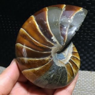 Natural Ammonite Nautilus Shell Jurrassic Fossil Specimen Madagascar 483g