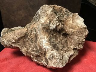 DINOSAUR SKULL - 100 Natural - Bone,  Crown Frill,  Late Cretaceous.  Hadrosaur? Tri? 10