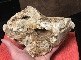 DINOSAUR SKULL - 100 Natural - Bone,  Crown Frill,  Late Cretaceous.  Hadrosaur? Tri? 12