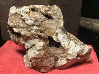 DINOSAUR SKULL - 100 Natural - Bone,  Crown Frill,  Late Cretaceous.  Hadrosaur? Tri? 6