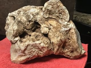 DINOSAUR SKULL - 100 Natural - Bone,  Crown Frill,  Late Cretaceous.  Hadrosaur? Tri? 8