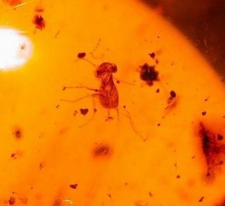 Rare Extinct Alienoptera Nymph In Burmite Amber Fossil From Dinosaur Age
