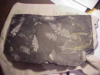 Plate Of Many Complete St Clair Fossil Ferns