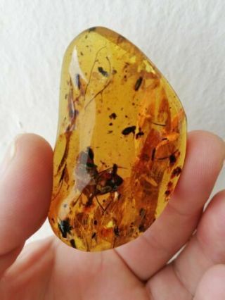Plant Debris Worm And Other Fossil Insects Inside Mexican Amber 17.  3g