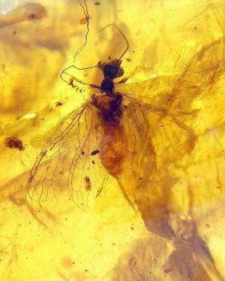 Rare Snakefly Neuroptera.  Burmite 100 Natural Myanmar Insect Amber Fossil