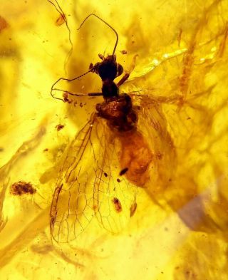 Rare Snakefly Neuroptera.  Burmite 100 Natural Myanmar Insect Amber Fossil 2
