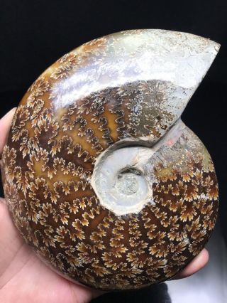 800g Natural Large Conch Shell Ammonite Fossils Collectible Minerals Sea Shells