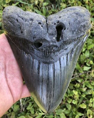 Huge 6.  08 " Megalodon Shark Tooth Fossil