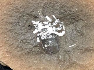 Fossils - Stunning Museum Quality Mazon Creek Arachnid w/ Legs - Trilobite Crinoid 3