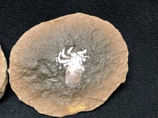 Fossils - Stunning Museum Quality Mazon Creek Arachnid w/ Legs - Trilobite Crinoid 5