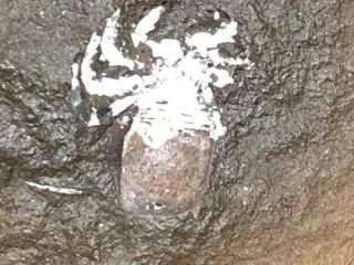 Fossils - Stunning Museum Quality Mazon Creek Arachnid w/ Legs - Trilobite Crinoid 6