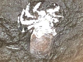 Fossils - Stunning Museum Quality Mazon Creek Arachnid w/ Legs - Trilobite Crinoid 7