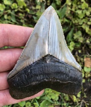 Gorgeous Serrated 3.  487 " Chubutensis Fossil Shark Tooth