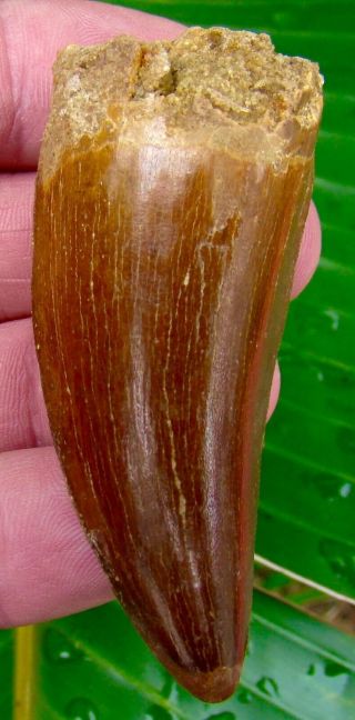 African T - Rex Carcharodontosaurus Dinosaur Tooth - 2 & 7/8 In.  100 Real