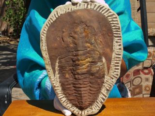 Huge 11.  5 " Inch Trilobite Fossil Andalusiana Cambropallas