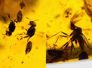 C556 - Three Insects In Fossil Burmite Insect Amber Cretaceous Dinosaur Period