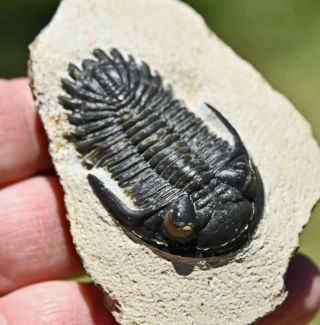 Trilobite Fossil,  Hollardops Mesocristata,  From Morocco