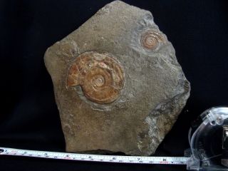 Fossil Iridescent Ammonite Psiloceras Planorbis Age Hettangian England