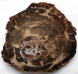 Very Large,  Polished Utah Petrified Wood Round With Crystal Center - End Cut