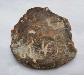 Very Large,  Polished Utah Petrified Wood Round With Crystal Center - End Cut 2